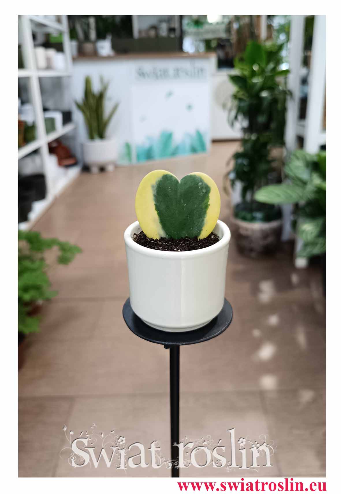Hoja Kerrii Variegata liść serce na prezent na walentynki dla ukochanej osoby dla dziewczyny dla chłopaka na urodziny z dostawą, Hoya Hearts Variegata